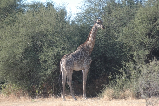 Giraffe 3 